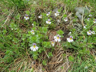 Euphrasia alpina, photographed by Marco Mussita