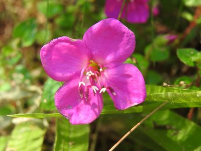 Heterocentron elegans, photographed by Alexis López Hernández
