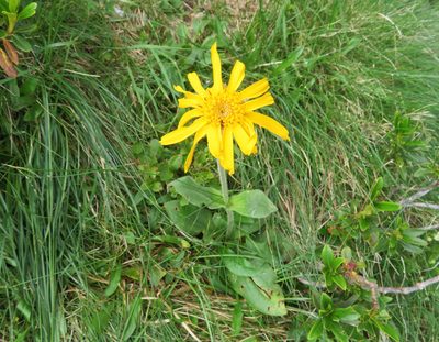 Arnica montana, photographed by Marco Mussita
