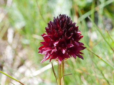 Gymnadenia austriaca, photographed by Wolfgang Jauch