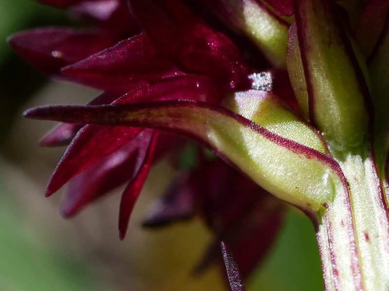 Gymnadenia austriaca, photographed by Wolfgang Jauch
