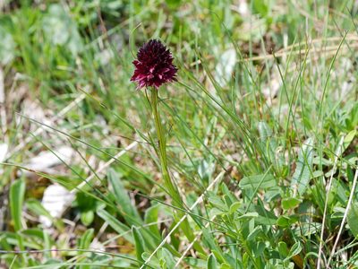 Gymnadenia austriaca, photographed by Wolfgang Jauch