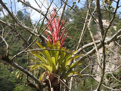 Tillandsia deppeana, photographed by Alexis López Hernández