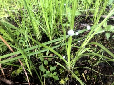 Eriocaulon aquaticum, photographed by Brian O'Meara