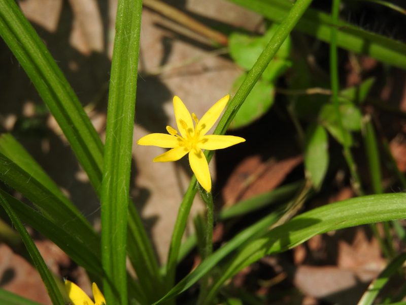 Hypoxis mexicana, photographed by Alexis López Hernández