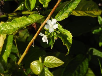 Pavonia fruticosa, photographed by amantedarmanin