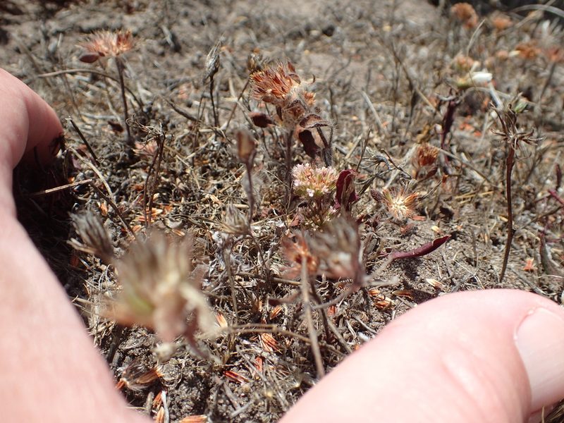 Chorizanthe valida, photographed by rockybajada