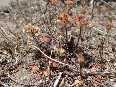 Chorizanthe valida, photographed by rockybajada