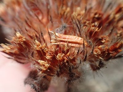 Chorizanthe valida, photographed by rockybajada