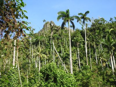 Roystonea regia, photographed by amantedarmanin