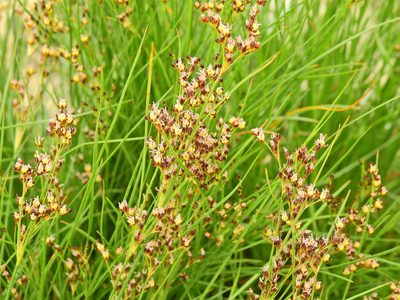Juncus gerardi, photographed by Susan Marley