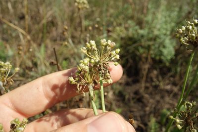 Allium flavescens, photographed by Aleksei Baushev