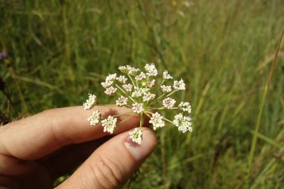 Seseli annuum, photographed by Aleksei Baushev