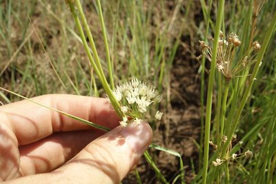 Allium flavescens, photographed by Aleksei Baushev