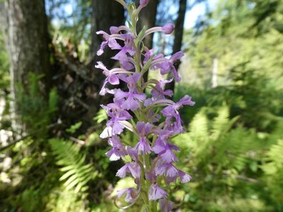 Platanthera psycodes, photographed by Bruce Cook
