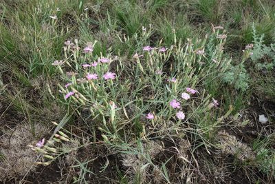 Dianthus campestris, photographed by Aleksei Baushev
