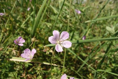 Geranium collinum, photographed by Aleksei Baushev