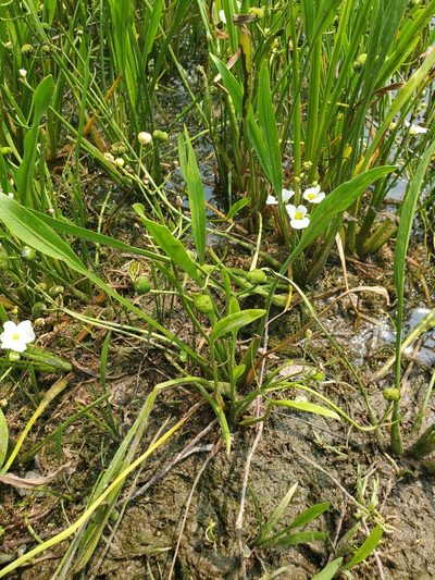 Sagittaria cristata, photographed by Samuel A Schmid, PhD, PWS