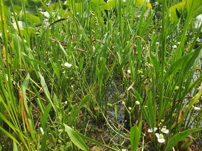 Sagittaria cristata, photographed by Samuel A Schmid, PhD, PWS