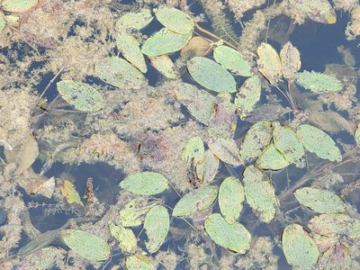 Potamogeton amplifolius, photographed by Samuel A Schmid, PhD, PWS