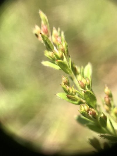 Lechea minor, photographed by Chase Mathey
