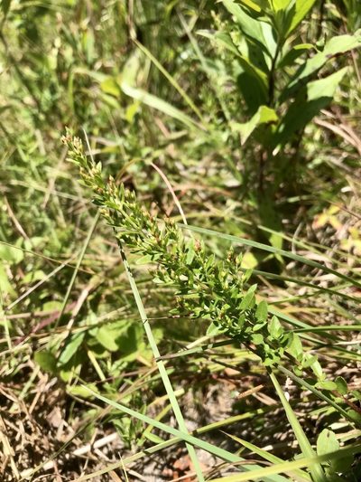 Lechea minor, photographed by Chase Mathey