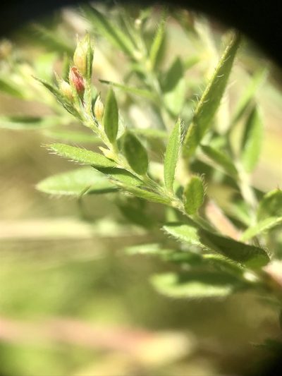 Lechea minor, photographed by Chase Mathey