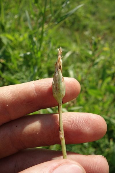 Scorzonera parviflora, photographed by Aleksei Baushev