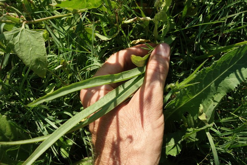 Scorzonera parviflora, photographed by Aleksei Baushev
