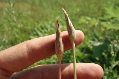 Scorzonera parviflora, photographed by Aleksei Baushev