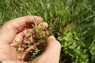 Centaurium pulchellum, photographed by Aleksei Baushev