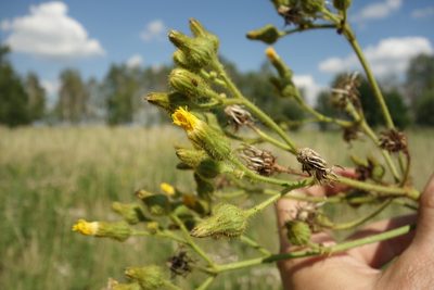 Sonchus palustris, photographed by Aleksei Baushev