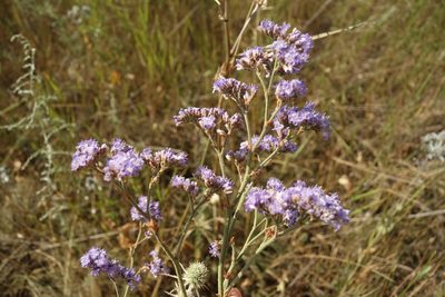 Limonium tomentellum, photographed by Aleksei Baushev