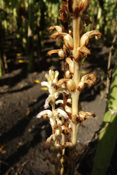 Orobanche cumana, photographed by Aleksei Baushev