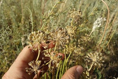Allium flavescens, photographed by Aleksei Baushev