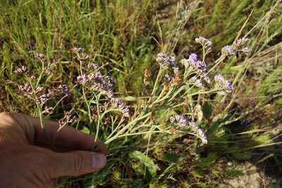 Limonium tomentellum, photographed by Aleksei Baushev
