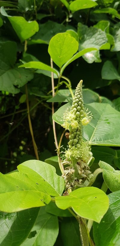 Croton suberosus, photographed by Eugenio Padilla