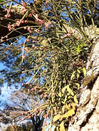 Rhipsalis teres, photographed by Elizabeth Ging
