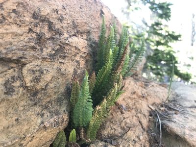 Polystichum lemmonii, photographed by Lindsey Salmonson