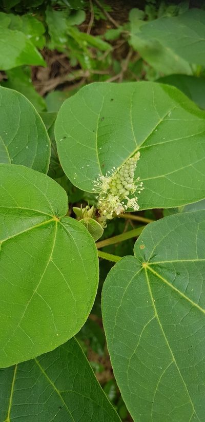 Croton suberosus, photographed by Eugenio Padilla