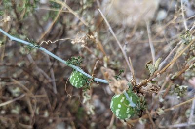 Ibervillea tenuisecta, photographed by Benjamin Burgunder