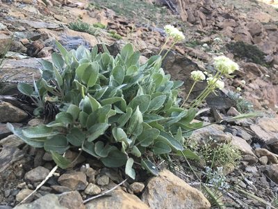Eriogonum compositum, photographed by Lindsey Salmonson