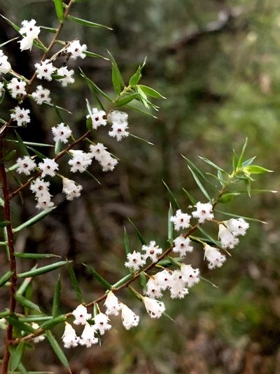 Styphelia setigera, photographed by Lukas Clews