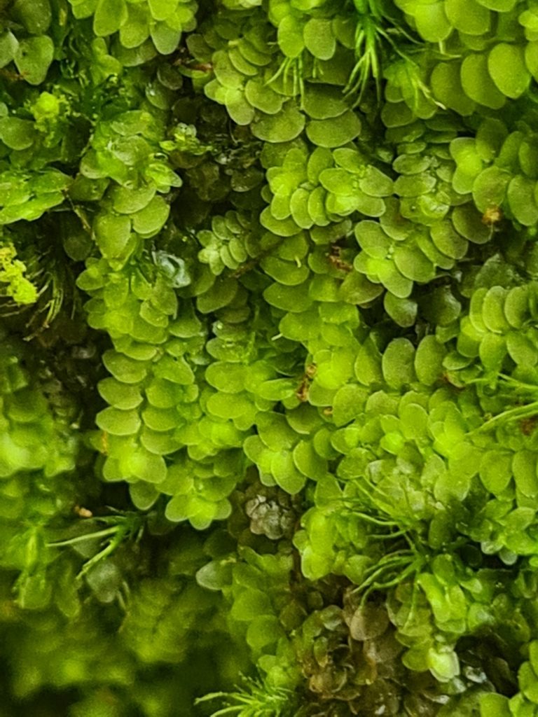 Calypogeia integristipula, photographed by Jacek Pietruszewski