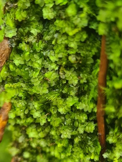 Calypogeia integristipula, photographed by Jacek Pietruszewski
