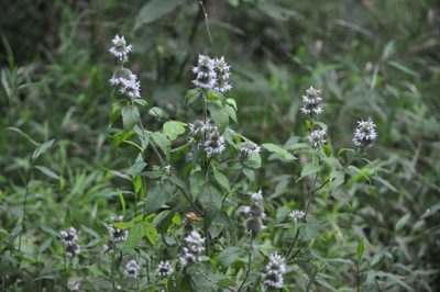Blephilia hirsuta, photographed by Emily Franzen