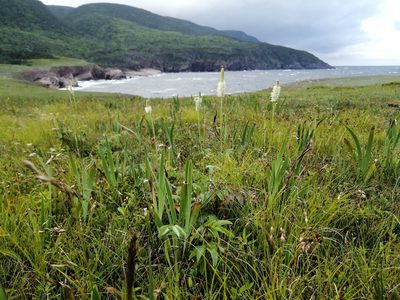 Sanguisorba canadensis, photographed by agbelliveau