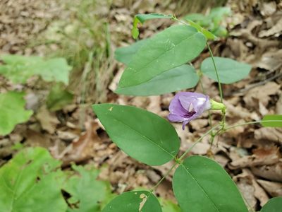 Clitoria mariana, photographed by Will Kuhn