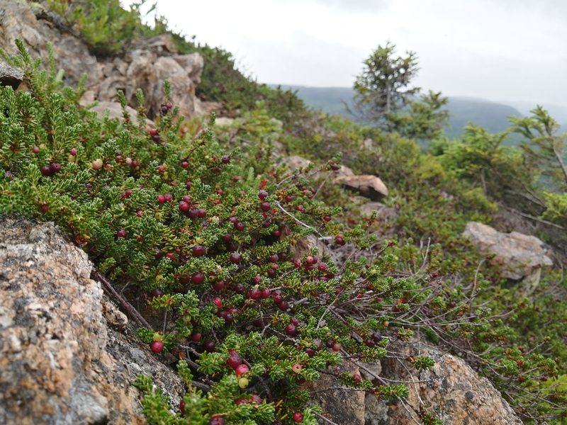Empetrum eamesii, photographed by agbelliveau