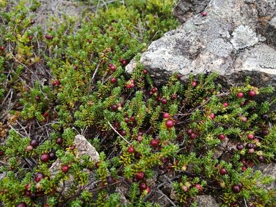 Empetrum eamesii, photographed by agbelliveau